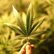 cannabis background