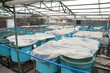 winter aquaculture hothouse winter aquaculture hothouse