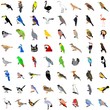Big collection of birds. Vector