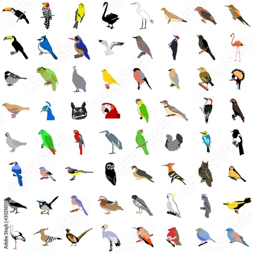 Vector: Big collection of birds. Vector Big collection of birds. Vector
