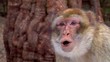 Primo piano scimma - Macaca - Slow-motion Primo piano scimma - Macaca - Slow-motion