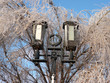icing on tree and lantern