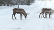 rentiere in schweden