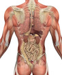 Male Torso with Muscles and Organs - Back View