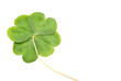 Four Leaf Clover Four Leaf Clover