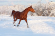 Horse In Winter