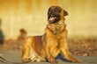 Belgian Shepherd