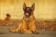 Malinois laying down