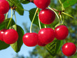 ripe cherries