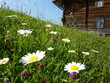 Blumenwiese mit Almhütte