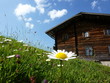 Blumen vor der Berghütte Blumen vor der Berghütte