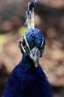 pfau