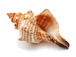 Shell Shell