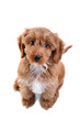 Puppy Cockapoo isolated on white