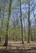 bouleau commun; betula pendula; forêt Fontainebleau bouleau commun; betula pendula; forêt Fontainebleau
