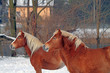Horses