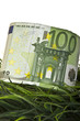 Photo: 100 Euro Wiese Hochformat 100 Euro Wiese Hochformat
