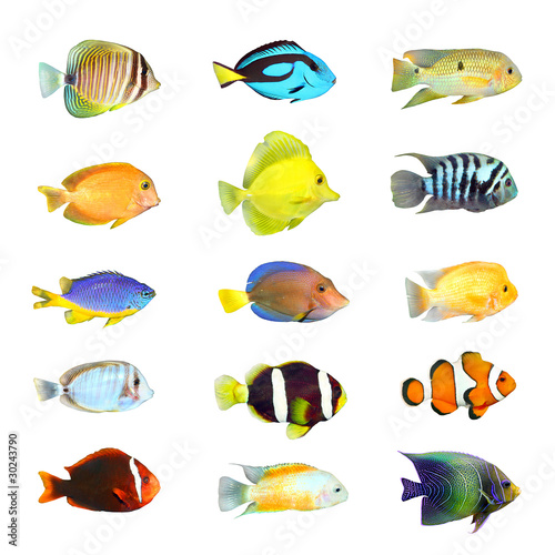 Photo: Great collection of a tropical fish on a white background. Great collection of a tropical fish on a white background.