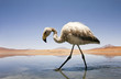 flamingo in lake