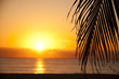 Foto: Palm tree leaf silhlouette Palm tree leaf silhlouette
