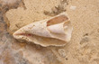 Foto: Seashell art Seashell art