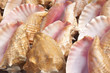 Foto: background of shells background of shells