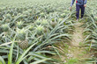 Photo: farmer planting pineapple fruit in field. farmer planting pineapple fruit in field.