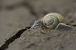 Schneckengehäuse auf trockenem Morast