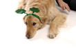 Young pretty woman, dog and St. Patrick's
