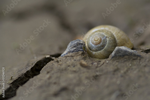 Foto: Schneckengehäuse auf trockenem Morast Schneckengehäuse auf trockenem Morast