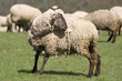 Schaf