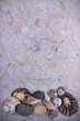 Marco de conchas con copyspace