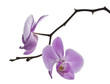 two flowers of orchid, isolated phalaenopsis two flowers of orchid, isolated phalaenopsis