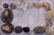 Sea shells frame
