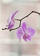 the branch with two flowers of orchid phalaenopsis the branch with two flowers of orchid phalaenopsis