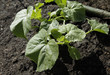 cucumber plants