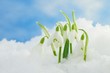 canvas print picture - snowdrops in snow