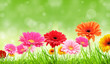 Colored gerber flowers