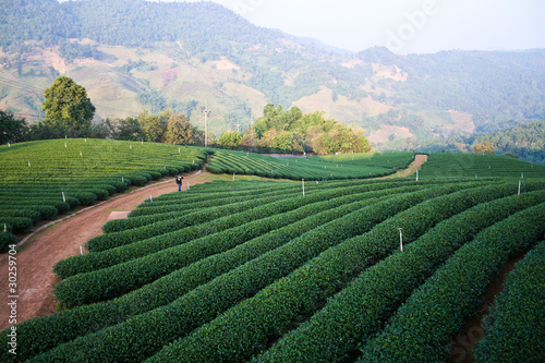 Photo: Tea Plantation Tea Plantation