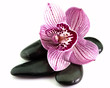 stones with orchid