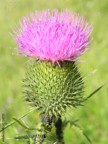 Photo: nature(42) nature(42)