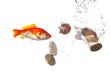 goldfish and money