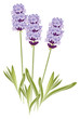 Lavender flowers (Lavandula). Vector illustration on white backg