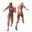 3d muscle model