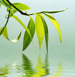 fresh green leaves reflected in water fresh green leaves reflected in water