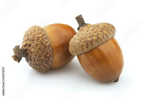 Foto: Two acorns Two acorns
