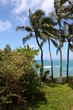 Tropical Palm Beach Tropical Palm Beach