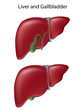 Human liver and gallbladder, textbook accuracy, eps8