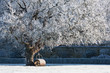 Tree covered in hoarfrost