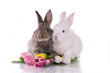 little rabbit and flowers